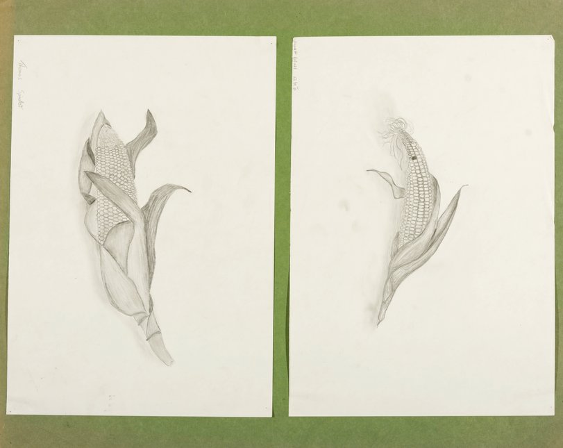 Archiv-Bild „Maiskolben“