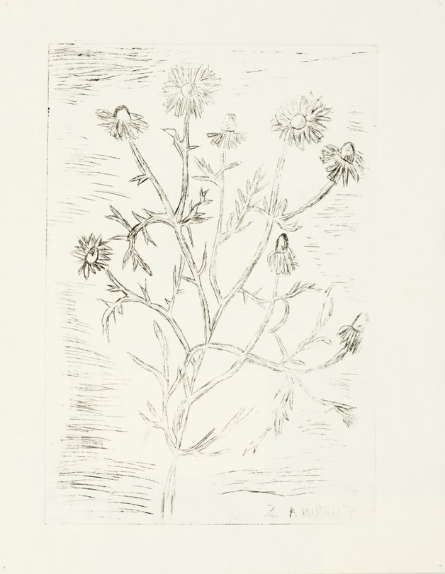 Archiv-Bild „Pflanzen“