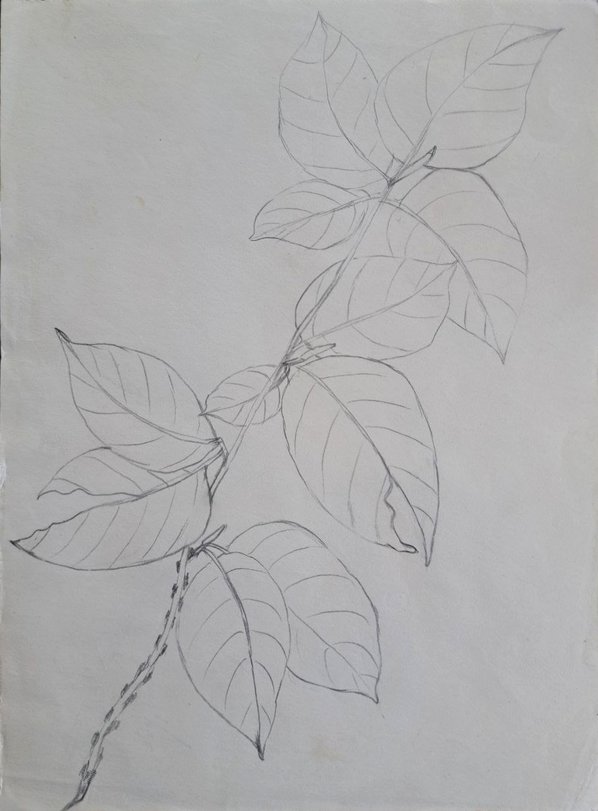 Archiv-Bild „Skizze einer Pflanze“