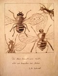 Archiv-Bild „Insekten“