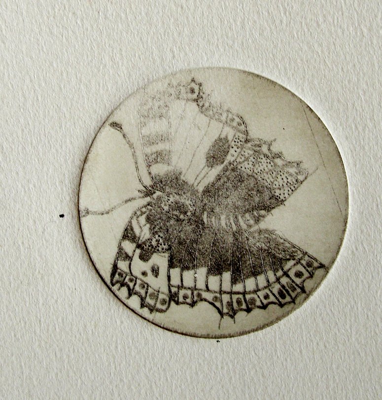 Archiv-Bild „Schmetterling“