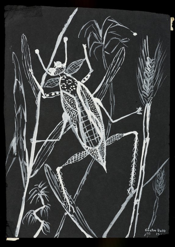 Archiv-Bild „Insekten“