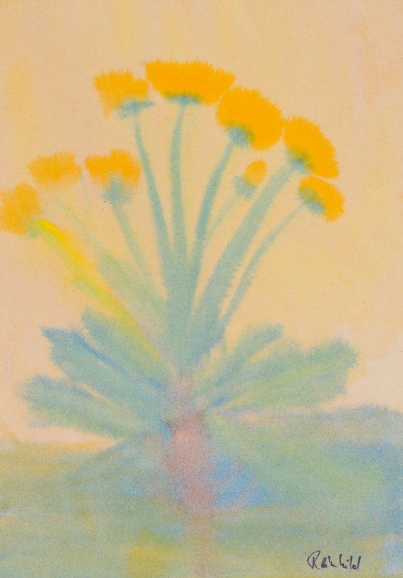 Archiv-Bild „Löwenzahn, Pflanzen“