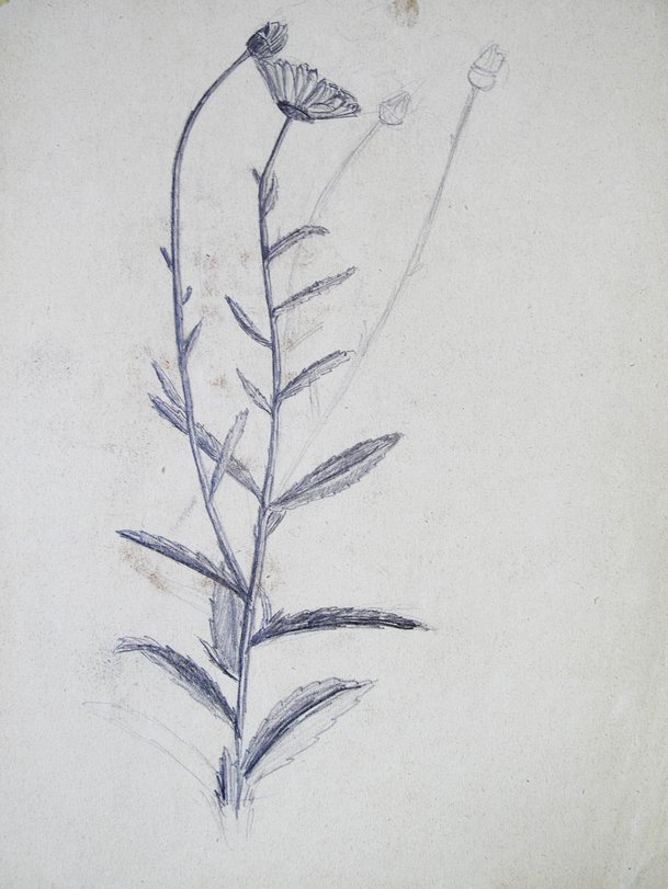 Archiv-Bild „Kamille/Naturstudie“