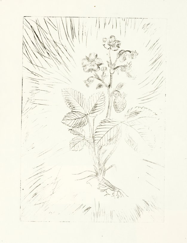 Archiv-Bild „Pflanzen“