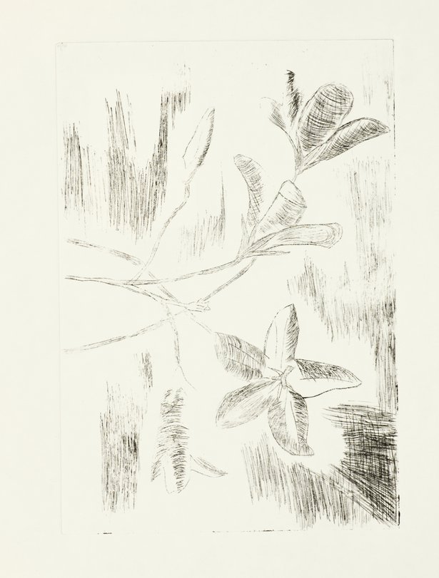 Archiv-Bild „Pflanzen“