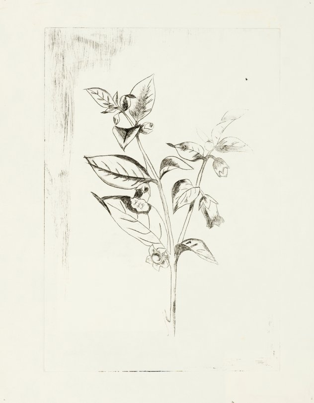 Archiv-Bild „Pflanzen“