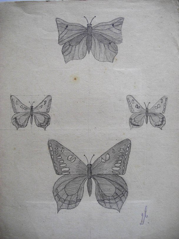 Archiv-Bild „Schmetterlinge“