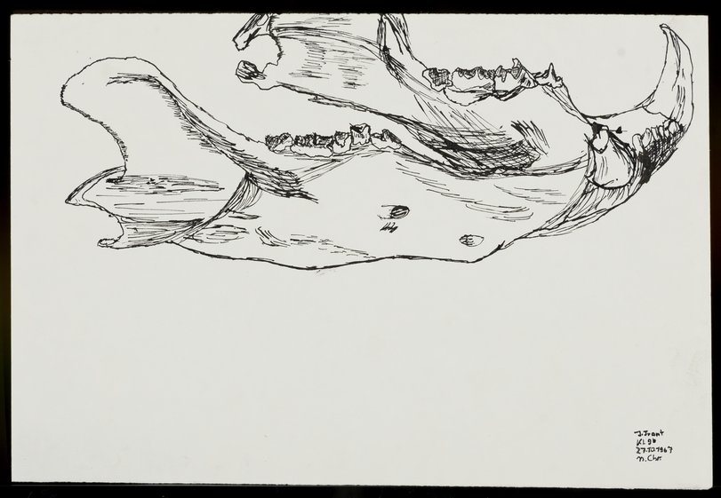 Archiv-Bild „Studie mit Holz und Knochenstrukturen“