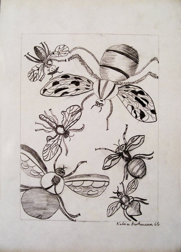 Archiv-Bild „Insekten“