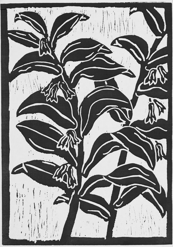 Archiv-Bild „Pflanzen“