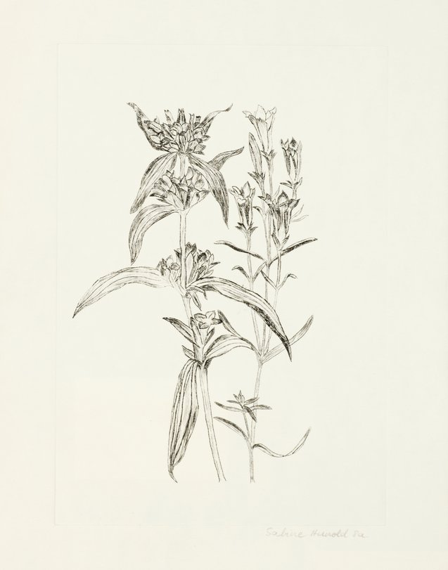 Archiv-Bild „Pflanzen“