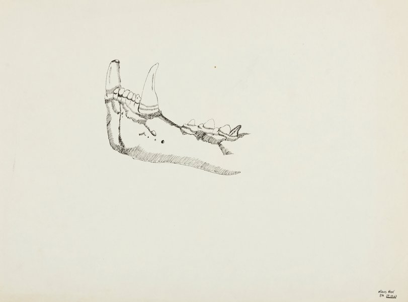 Archiv-Bild „Studie mit Holz und Knochenstrukturen“