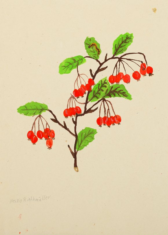 Archiv-Bild „Weißdornbeeren“