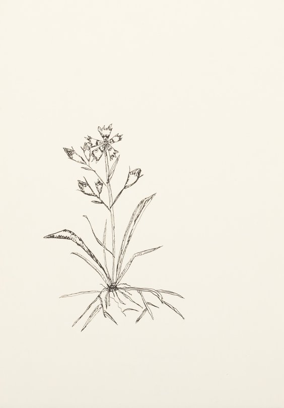 Archiv-Bild „Steinnelke“