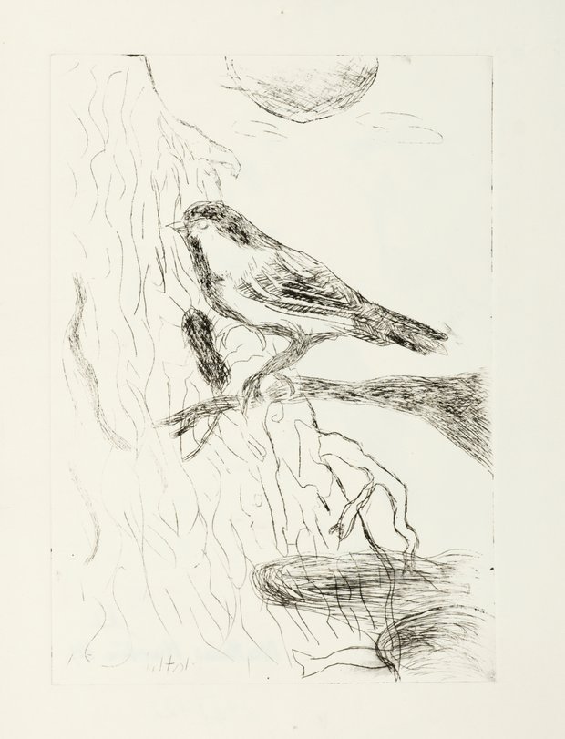 Archiv-Bild „Vögel“