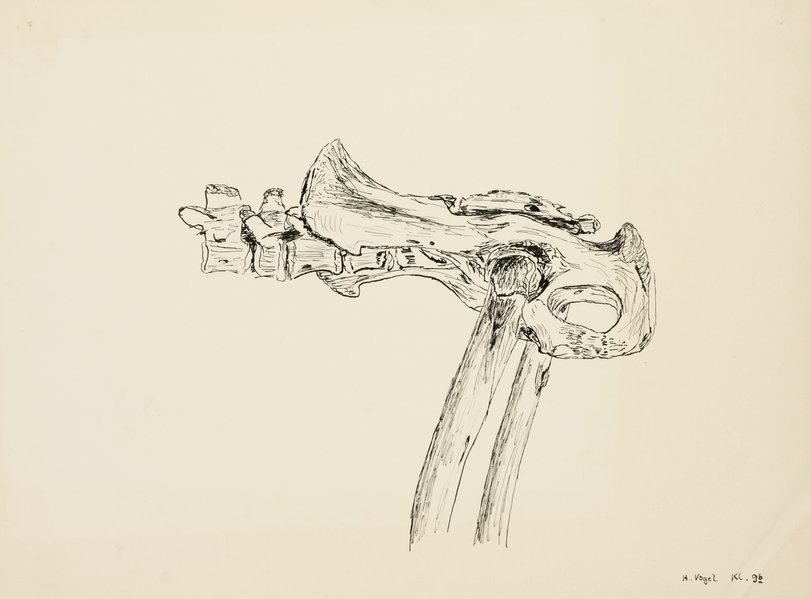 Archiv-Bild „Zeichenstudien nach Knochen“