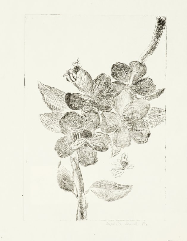 Archiv-Bild „Pflanzen“