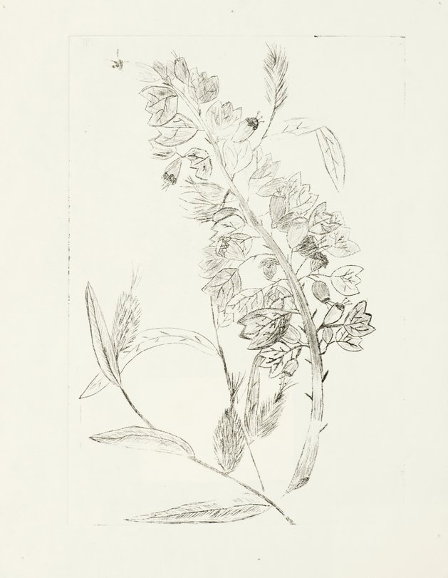 Archiv-Bild „Pflanzen“