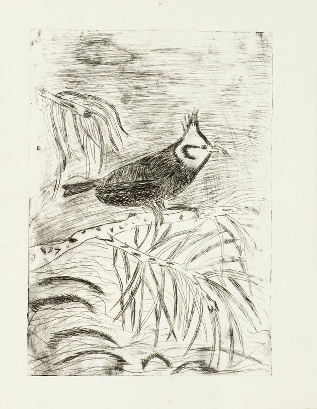 Archiv-Bild „Vögel“