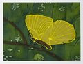 Archiv-Bild „Zitronenfalter“