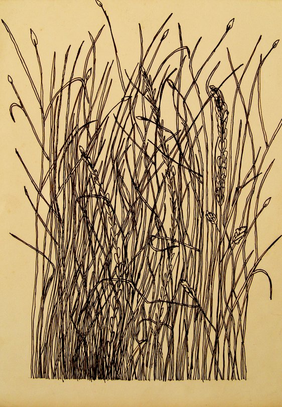 Archiv-Bild „Grasstück“