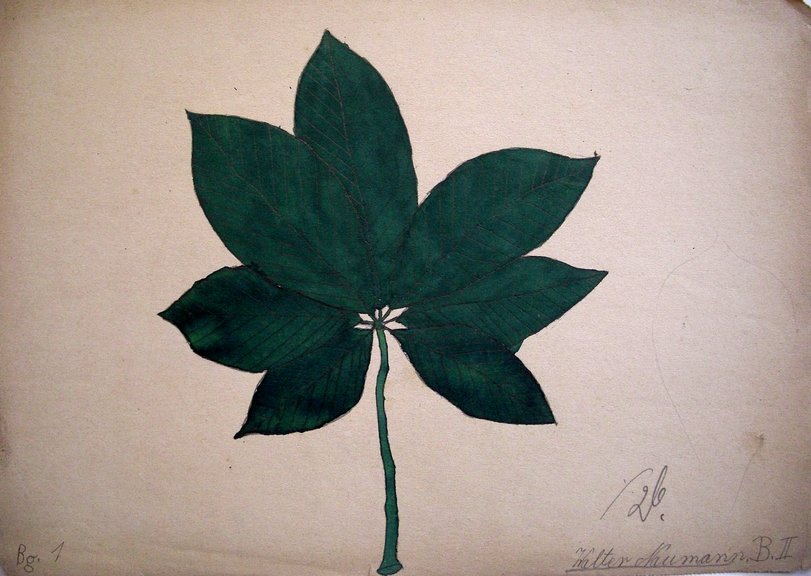 Archiv-Bild „Kastanienblatt“