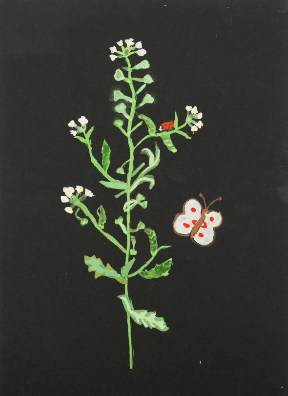 Archiv-Bild „Hirtentäschel“