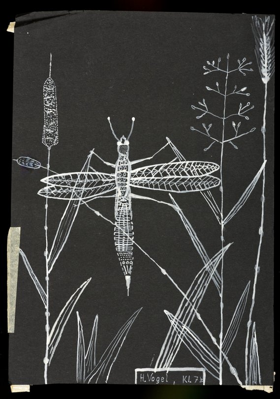 Archiv-Bild „Insekten“