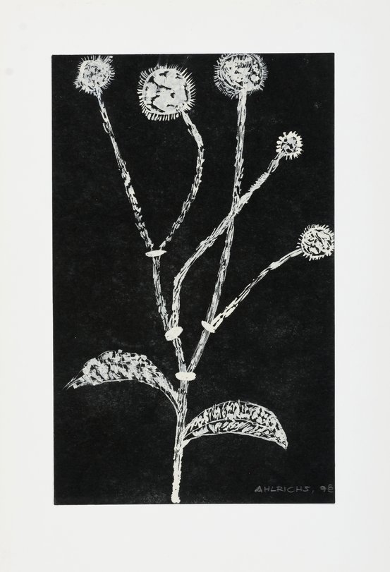 Archiv-Bild „Pflanzen“