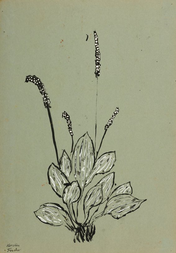 Archiv-Bild „Pflanzen“