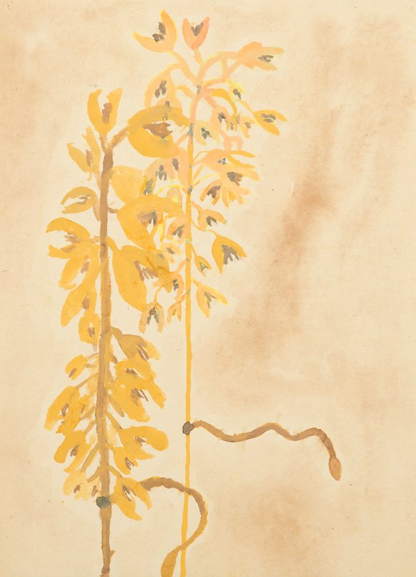 Archiv-Bild „Getreideähren“