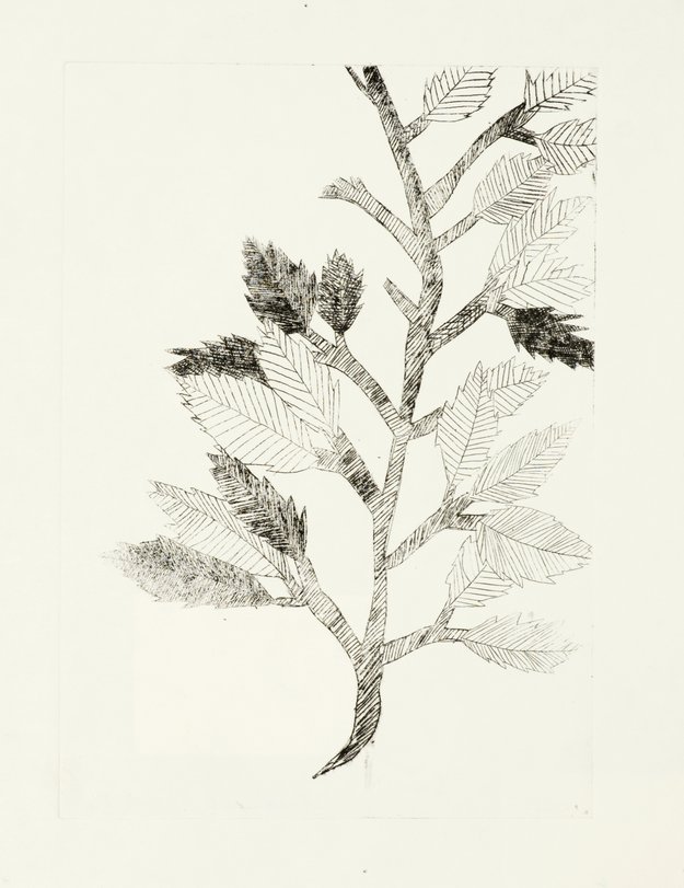 Archiv-Bild „Pflanzen“