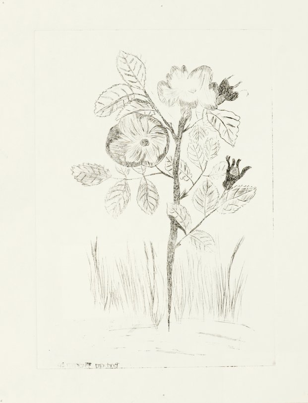 Archiv-Bild „Pflanzen“