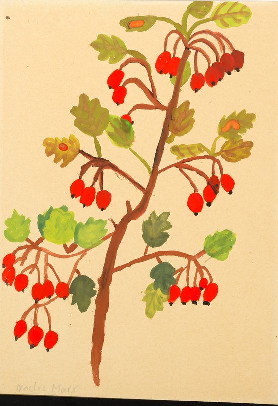 Archiv-Bild „Weißdornbeeren“