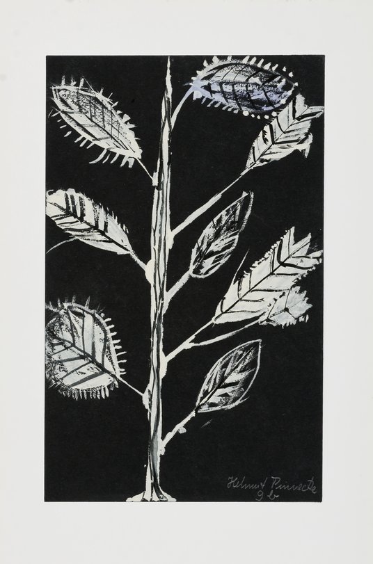 Archiv-Bild „Pflanzen“