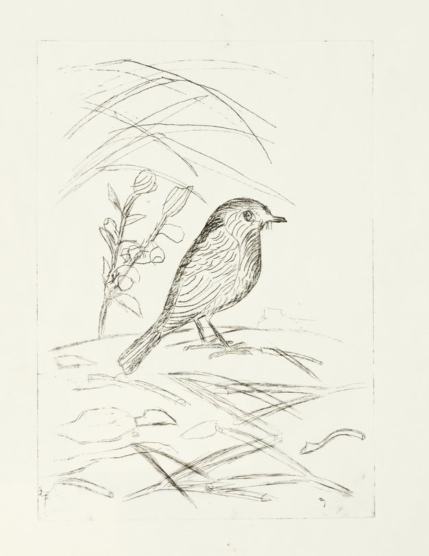 Archiv-Bild „Vögel“