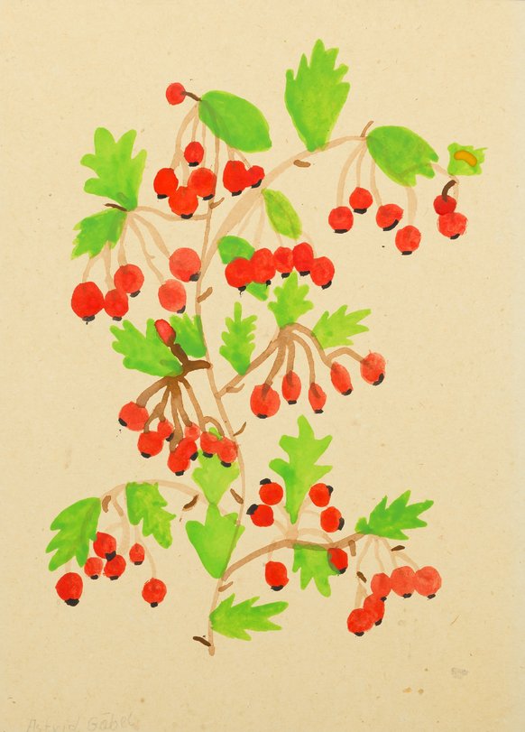 Archiv-Bild „Weißdornbeeren“