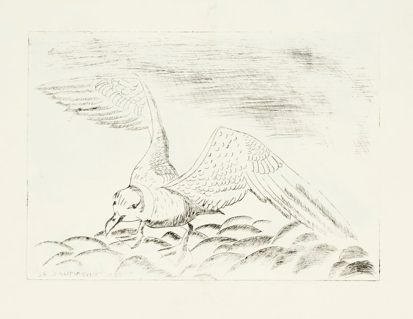 Archiv-Bild „Vögel“