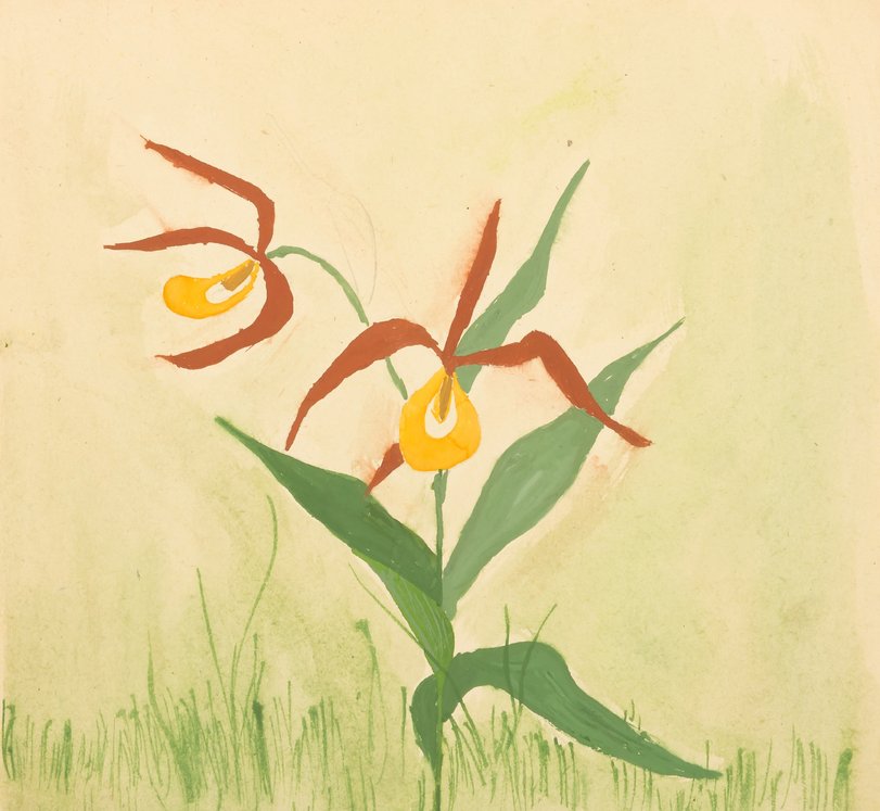 Archiv-Bild „Frauenschuh Orchidee“