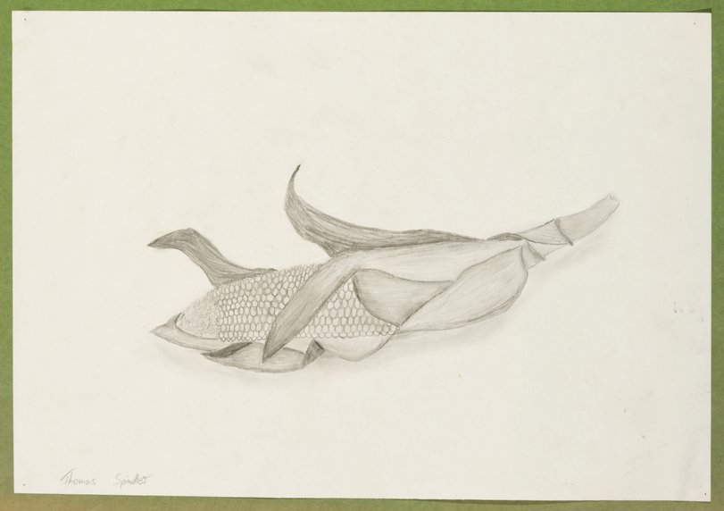 Archiv-Bild „Maiskolben“