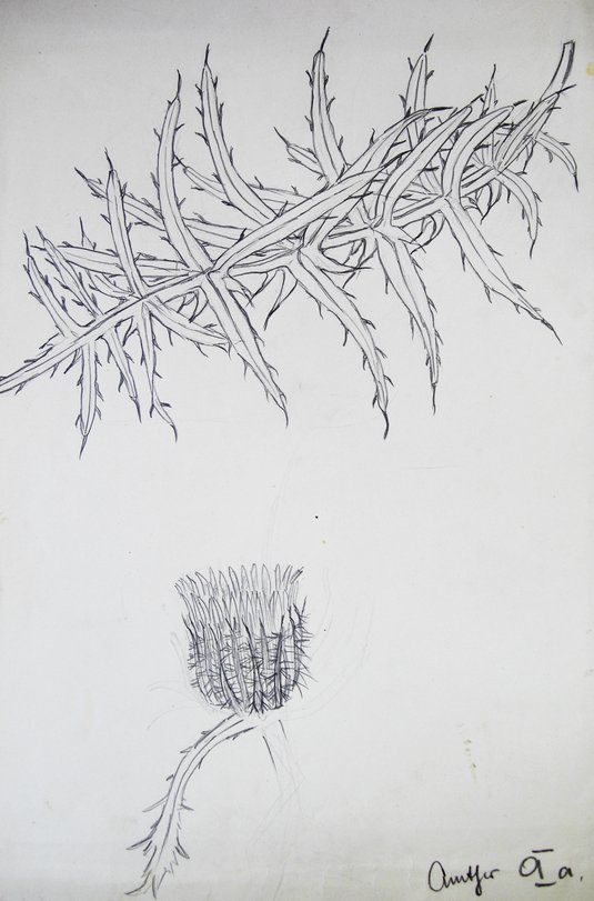 Archiv-Bild „Distel“