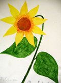 Archiv-Bild „Sonnenblume“