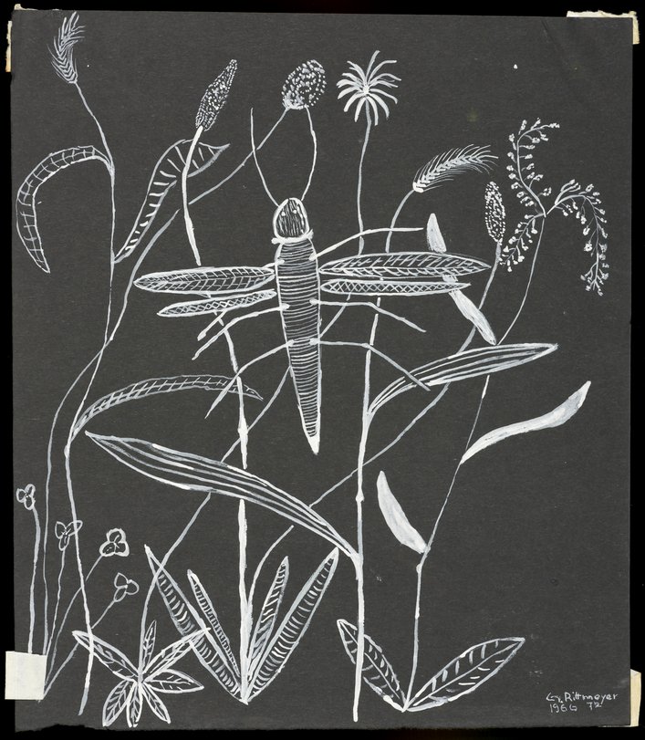 Archiv-Bild „Insekten“