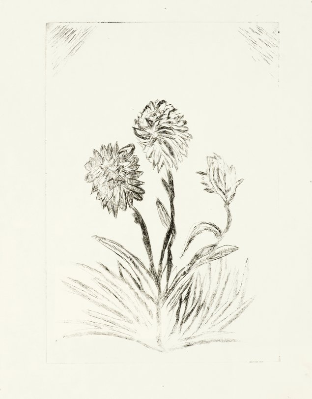 Archiv-Bild „Pflanzen“