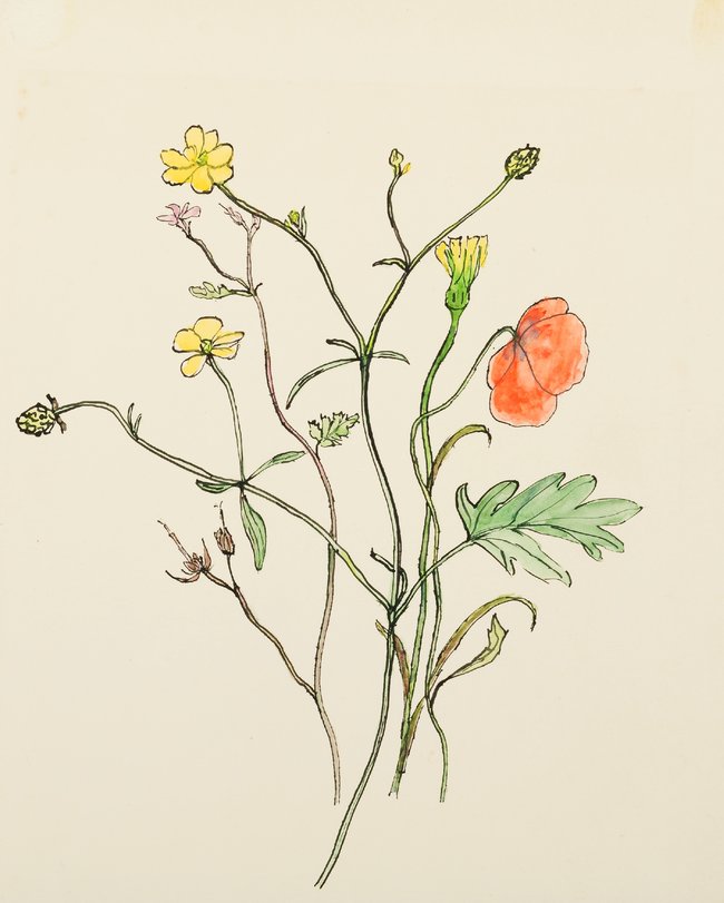 Archiv-Bild „Pflanzenstudie“