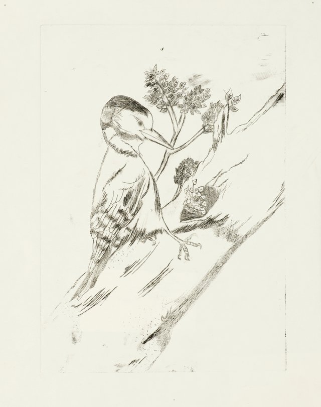 Archiv-Bild „Vögel“