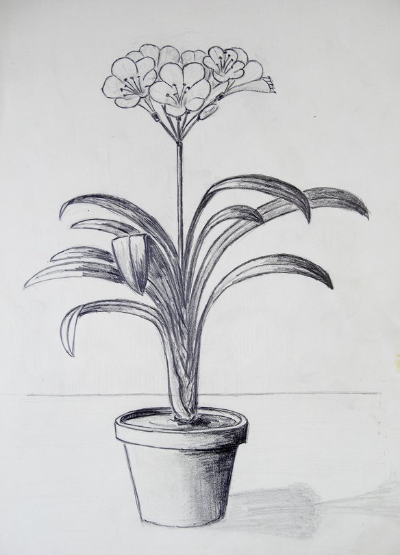 Archiv-Bild „Blühende Topfpflanze“