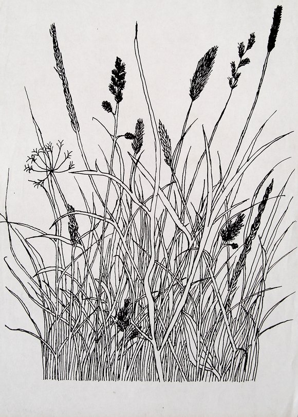 Archiv-Bild „Grasstück“