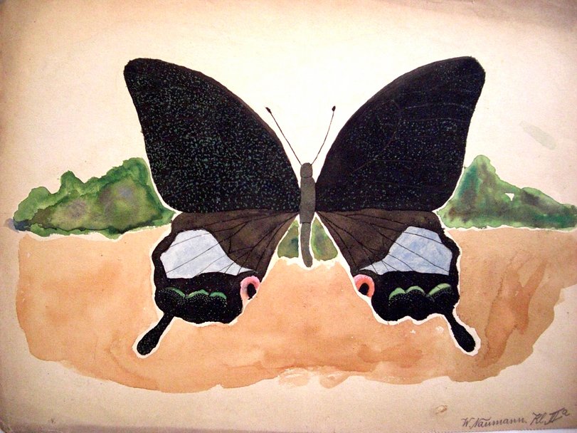 Archiv-Bild „Schmetterling“